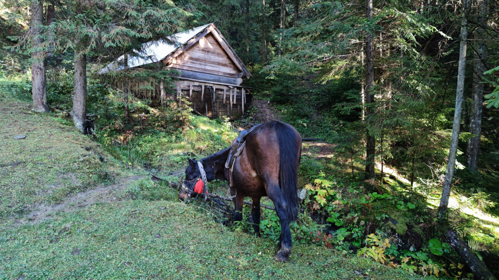 Прогулянка на конях у Ворохті